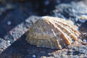 Limpet_iStock1-300x200