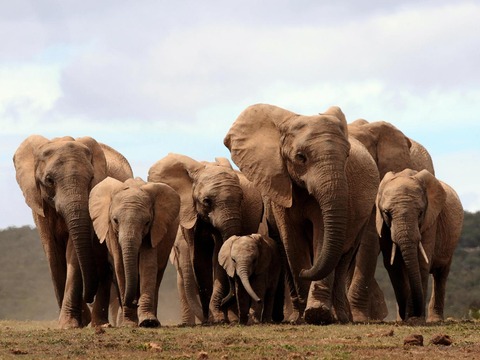 herd-elephants-getty (1)