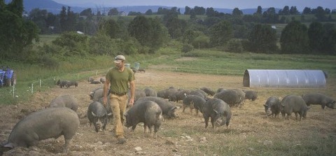 Bob-walks-paddock2_dawn-1210x423