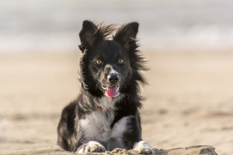 animal-975335_1280