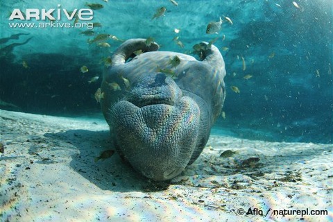 Florida-manatee-upside-down-on-river-bed