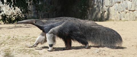 anteater-1354705_1280