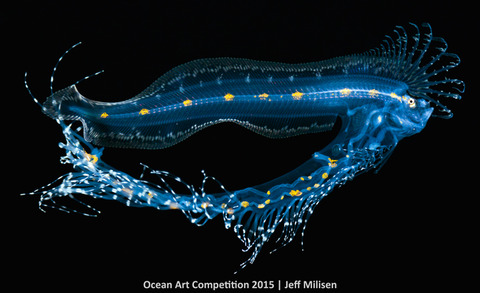 1st-m-ocean-art-2015-jeff-milisen-700