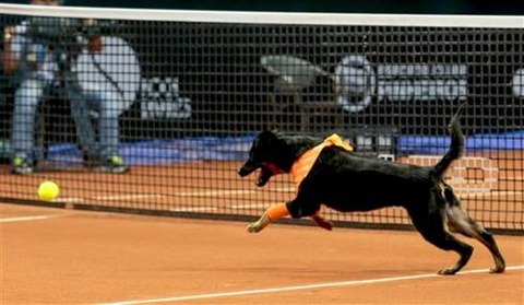 463Brazil Ball Dogs