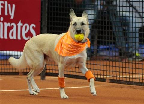 Brazil Ball Dogs