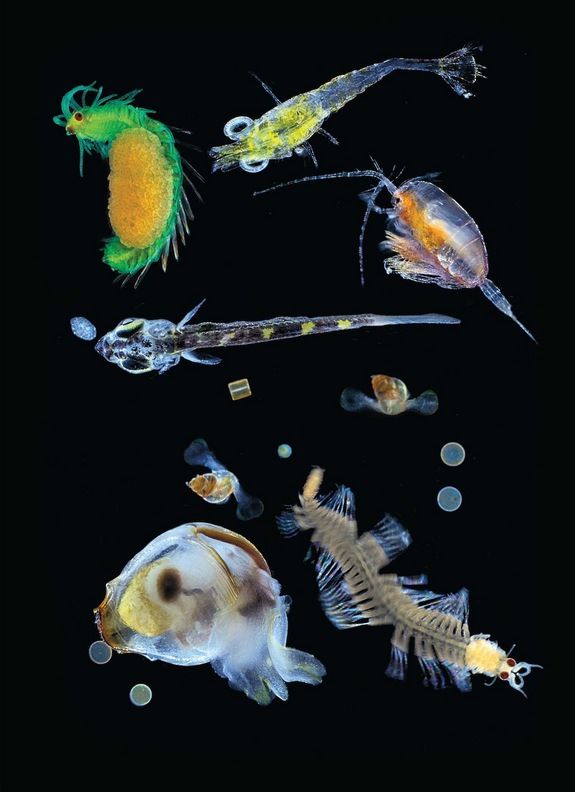 海水の中の生命 : ひかたま(光の魂たち) 海水の中の生命 : ひかたま(光の魂たち)