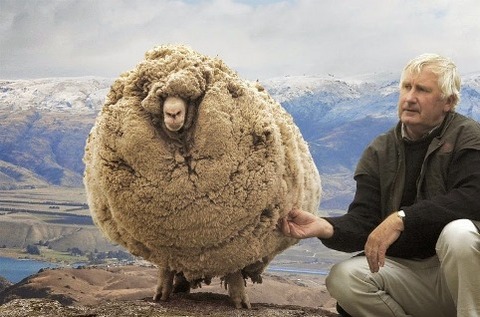 shrek-the-sheep-6[5]