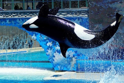 kasatka