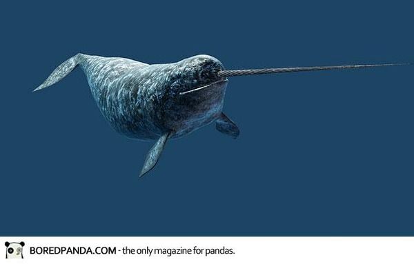 身体の一部が成長した動物たち ひかたま 光の魂たち 身体の一部が成長した動物たち ひかたま 光の魂たち