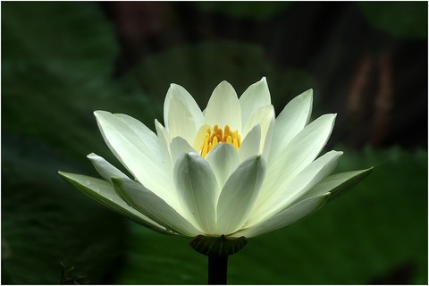 lotus-6642974_960_720