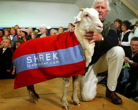 shrek-the-sheep-2[6]