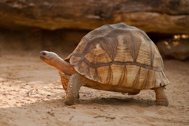 IUCN-1