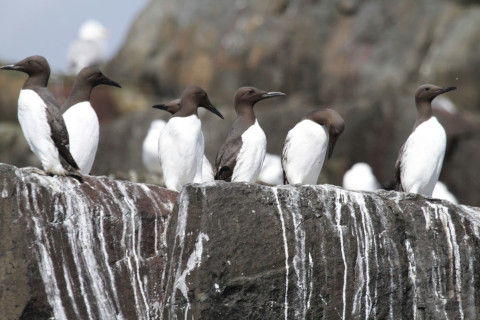 seabirds
