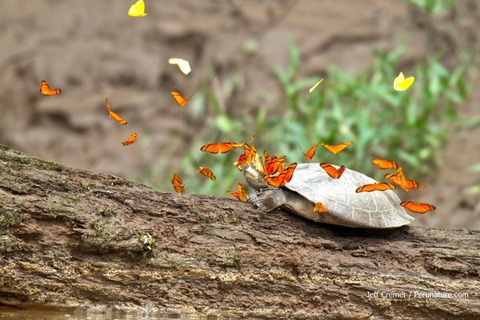 butterflies-turtle-tears-3