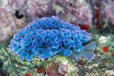 the-world_s-top-10-most-amazing-sea-slugs-4