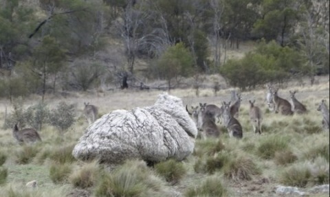 shheep6