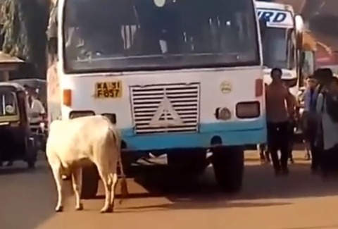 india2cow
