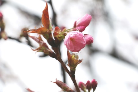 1IMG_2632八重紫桜