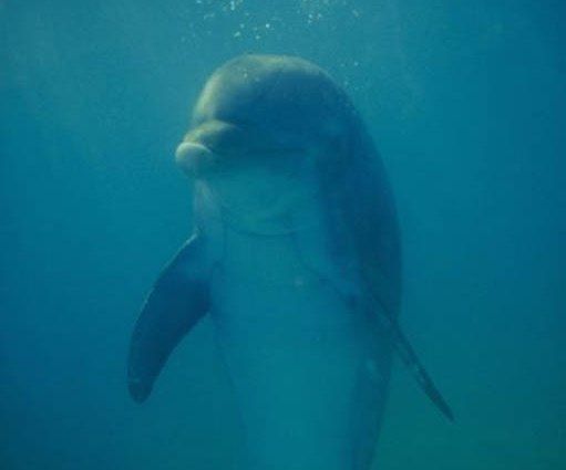 イルカの赤ちゃんの悲劇 ひかたま 光の魂たち