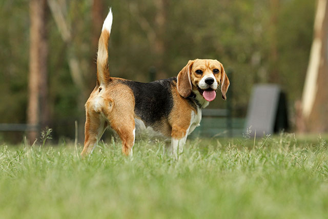 大切な犬の尻尾 断尾 ひかたま 光の魂たち