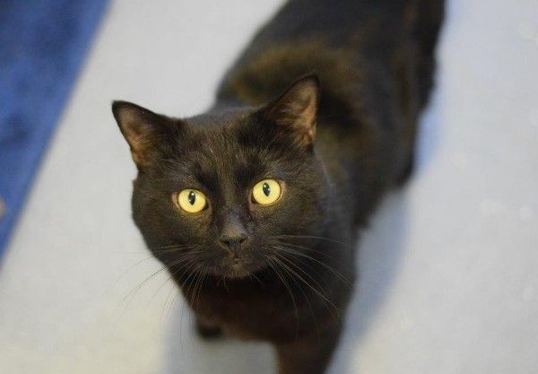 イギリス財務省の猫がいきなり人気一位に ひかたま 光の魂たち