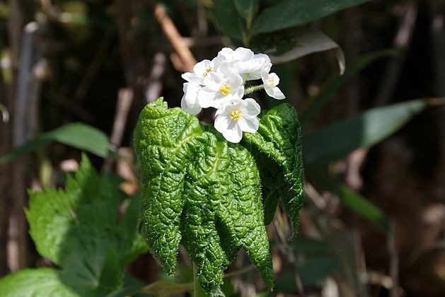 雨の日は透明になる花 ひかたま 光の魂たち