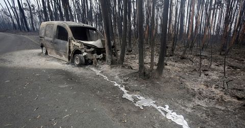 ポルトガルの山火事 ひかたま 光の魂たち