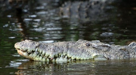 pointed-crocodile-62953_1280