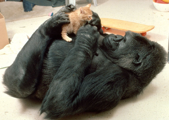 ゴリラのココちゃんと猫たち ひかたま 光の魂たち
