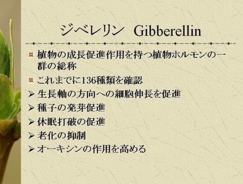 gibberellin
