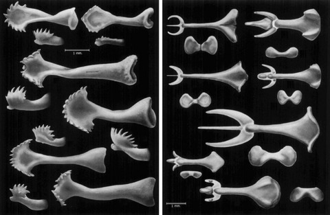 baculum