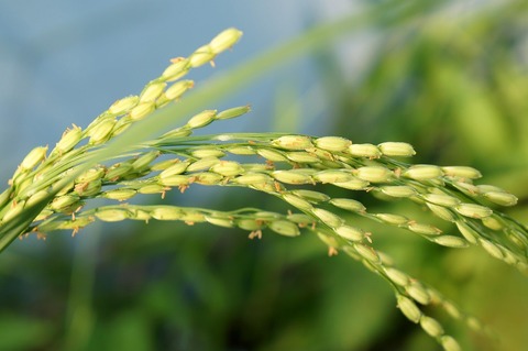 rice-3182281_1280