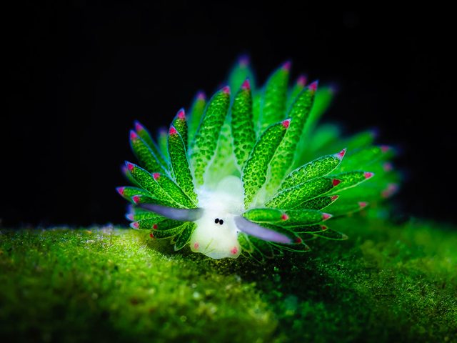 ウミウシの色彩美 ひかたま 光の魂たち