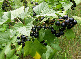 Schwarzejohannisbeere