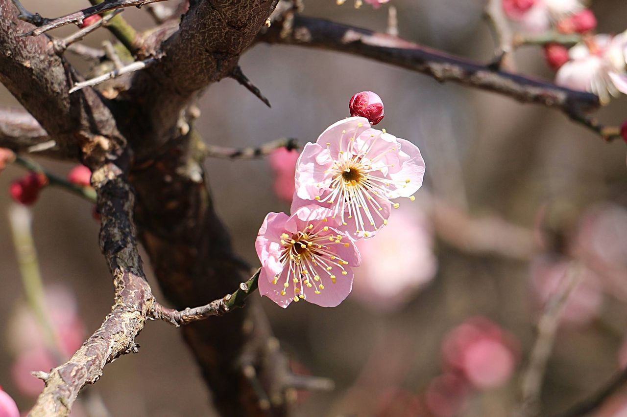 梅の花 理想の人物に喩えられる尊い花 ひかたま 光の魂たち