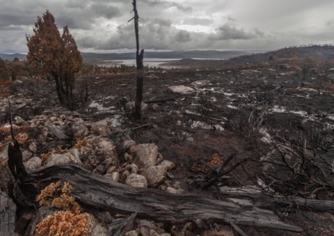 Pencil pine devastation_900px