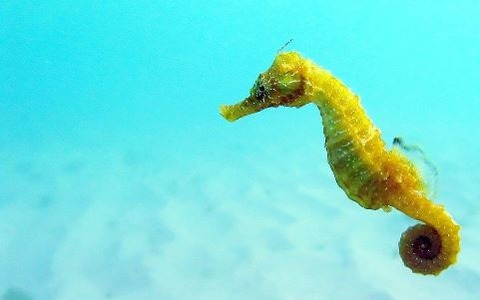 1024px-Black_Sea_fauna_Seahorse