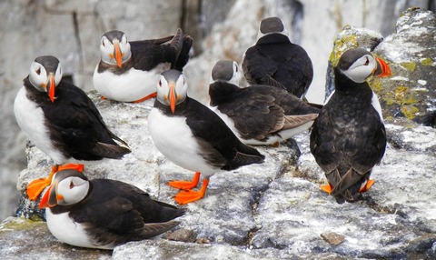 puffins-1546800_1280