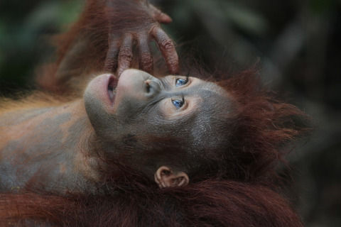 wildlife-3085394_1280