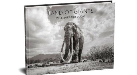 will-burrard-lucas-elephant-queen-9