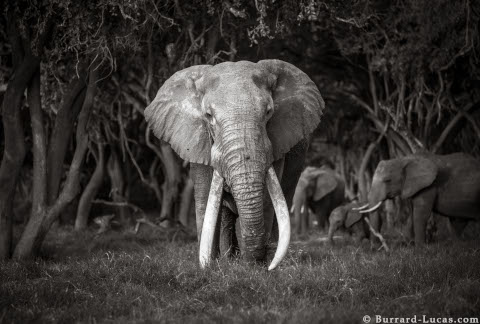 will-burrard-lucas-elephant-queen-12