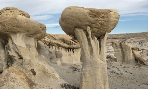 Valley-of-Dreams-mushroom