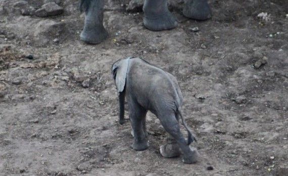 罠にかかった赤ちゃんゾウ ひかたま 光の魂たち