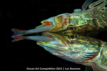 6th-c-ocean-art-2015-luc-rooman-350