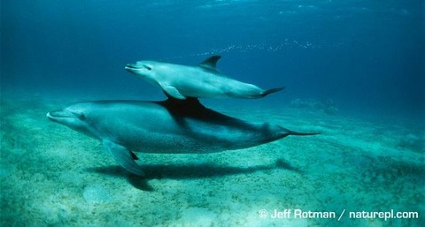 Bottlenose-dolphin-female-and-calf