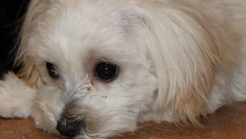 犬猫殺処分室の無い保護センター新設 ひかたま 光の魂たち 犬猫殺処分室の無い保護センター新設 ひかたま 光の魂たち