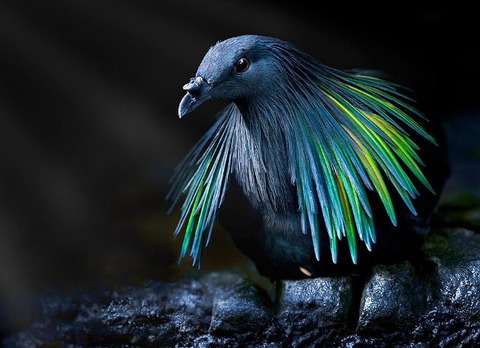 nicobar-pigeon-colorful-dodo-relative-9-2