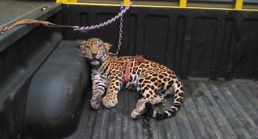 保護されたジャガーの赤ちゃん ひかたま 光の魂たち