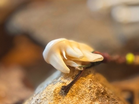 617074476_25297268276639425_7162