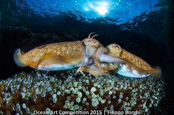 4th-mlb-ocean-art-2015-filippo-borghi-350